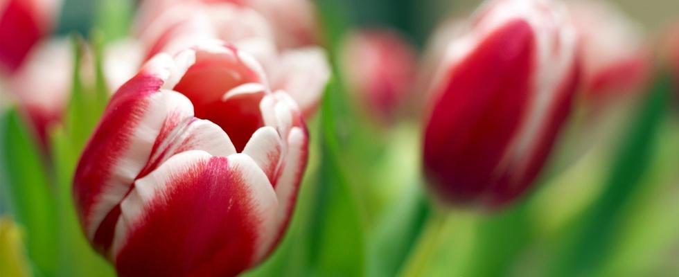 Букет любимых песен