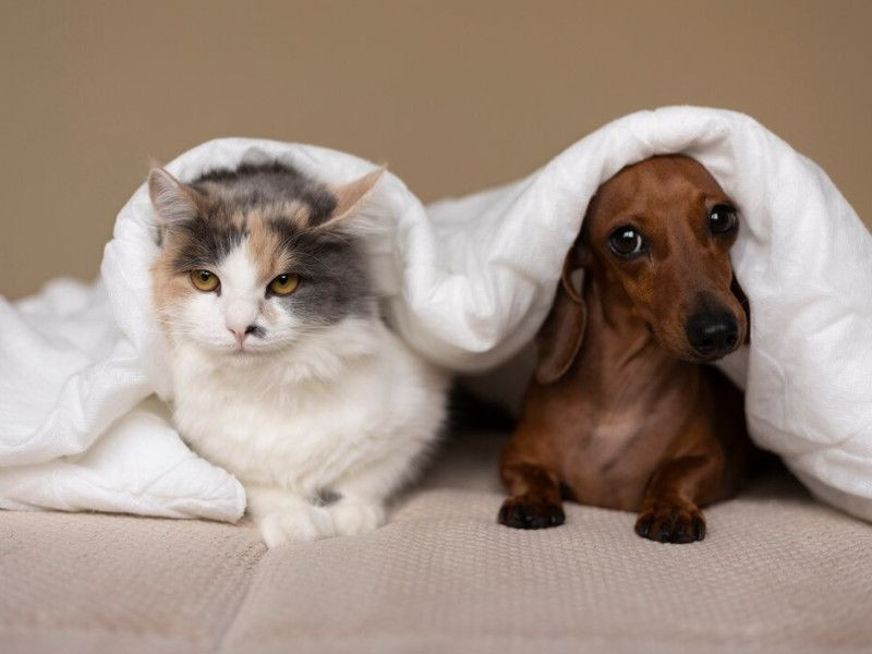 СК «Пульс» запустила спецпроект о своих подопечных из Московского зоопарка