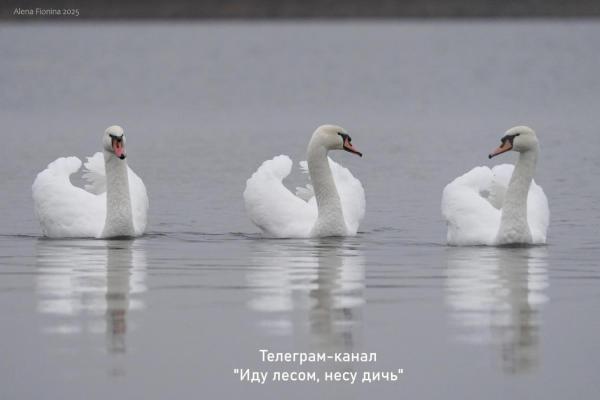 Рязанский орнитолог обеспокоена судьбой лебедей, не улетевших на зимовку