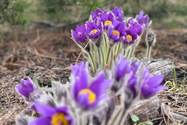 В Рязанской области зацвела сон-трава