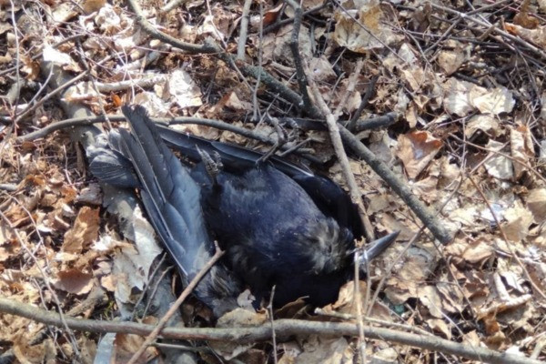 В Дягилеве вновь нашли мертвых грачей