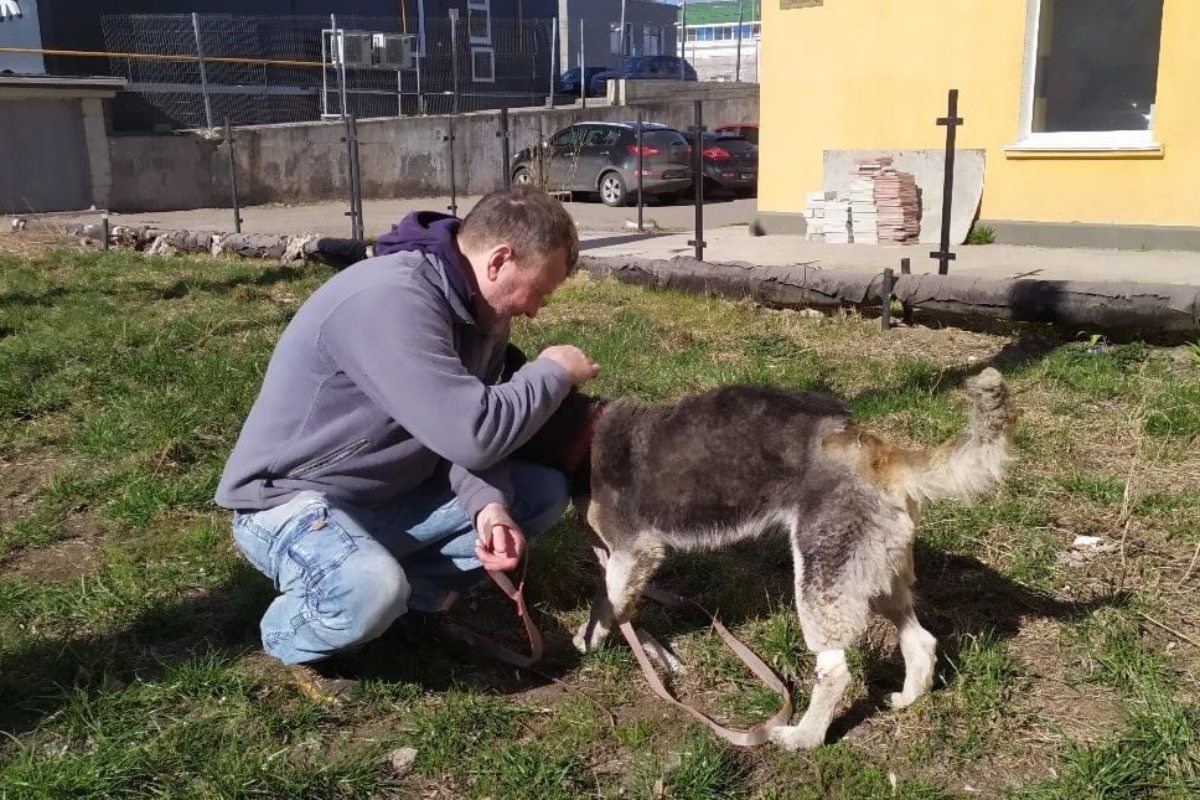Купить Собаку В Рязани И Рязанской Области