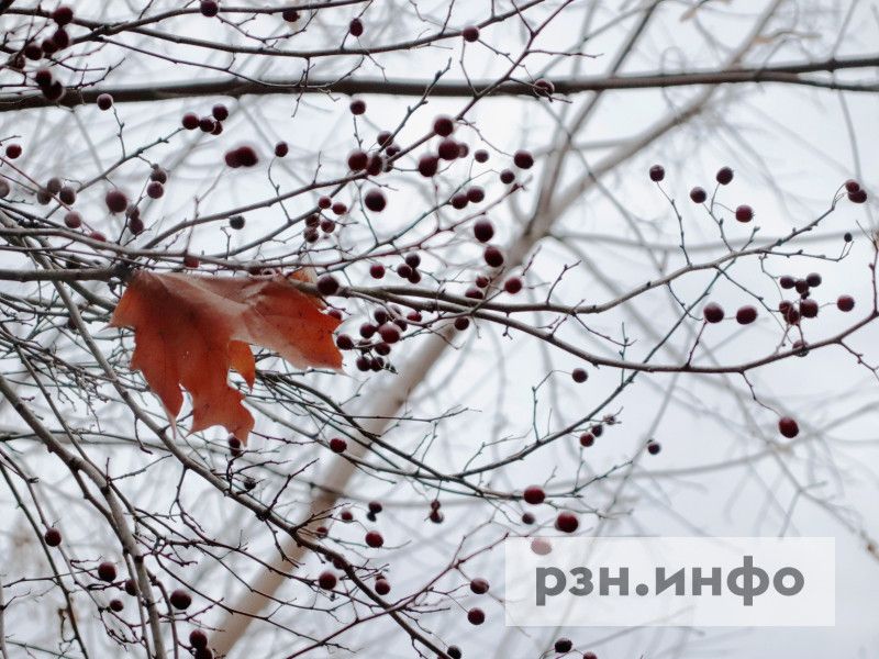 В Рязанской области 14 ноября ожидается туман и гололедица В Рязанской области 14 ноября ожидается туман и гололедица