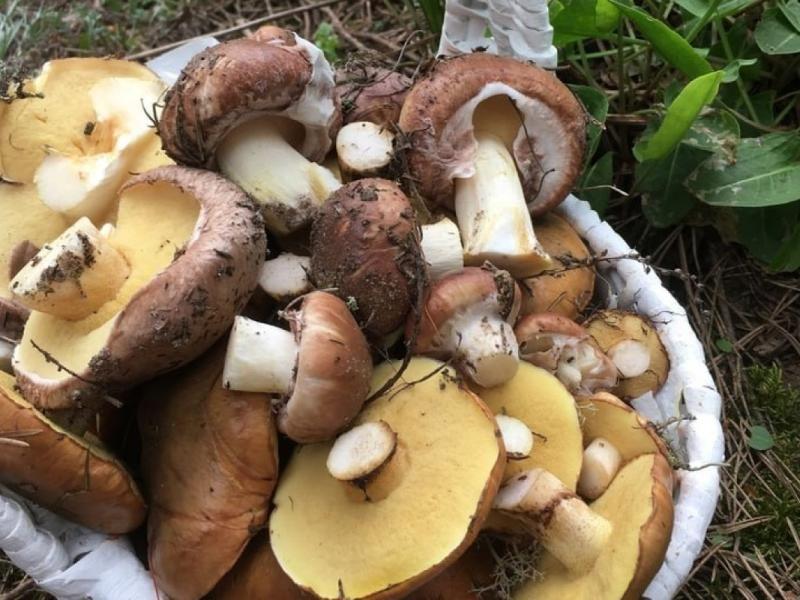 Рязанцы начали собирать в лесах маслята