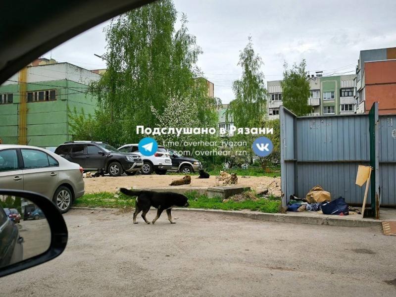 Рязанцы снова сообщили о бродячих животных на улице Новоселов Рязанцы снова сообщили о бродячих животных на улице Новоселов