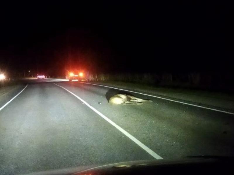 В Рязанской области сбили лося