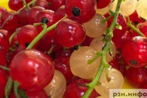 В выращенной в Рязанской области смородине нашли превышение пестицидов