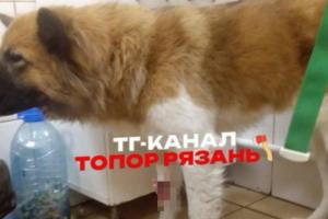 Собаку, которую пытался утопить скопинец, перевезли в Рязань
