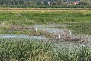 Рязанцы заметили в Солотче несколько белых цапель