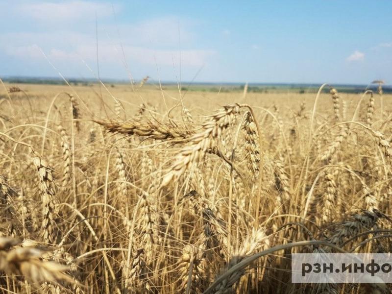 Россельхознадзор нашел нарушения на двух складах зерна в Рязанской области
