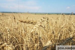 Россельхознадзор нашел нарушения на двух складах зерна в Рязанской области