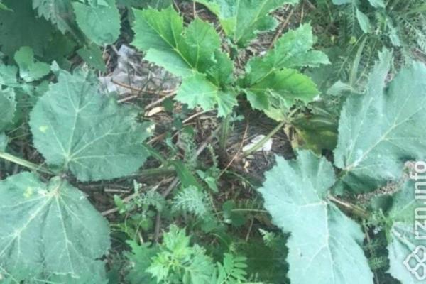 Российские ученые создали устройство для истребления борщевика без пестицидов