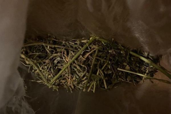 Рязанец нашел коноплю и засушил наркотик на батарее, мужчину задержали