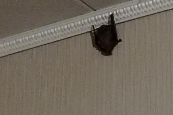Летучая мышь залетела в квартиру к рязанцам