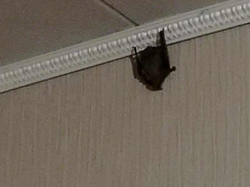 Летучая мышь залетела в квартиру к рязанцам