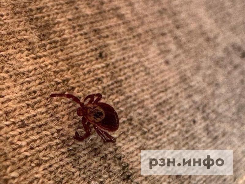 Паразитолог рассказал, что заболеть можно даже без укуса клеща