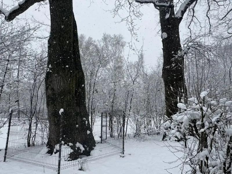 В ЦПКиО планируют сохранить вековые дубы и создать экологическую тропу