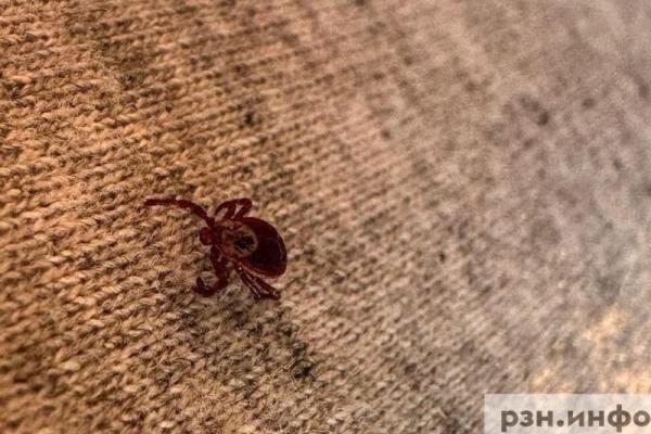 За неделю от укусов клещей пострадал 31 рязанец