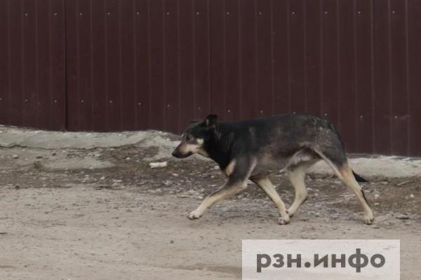 В Рязанской области школьницу укусила собака, суд потребовал компенсацию