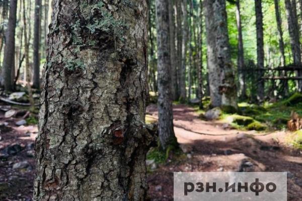 В рязанском лесу нашли заблудившегося грибника