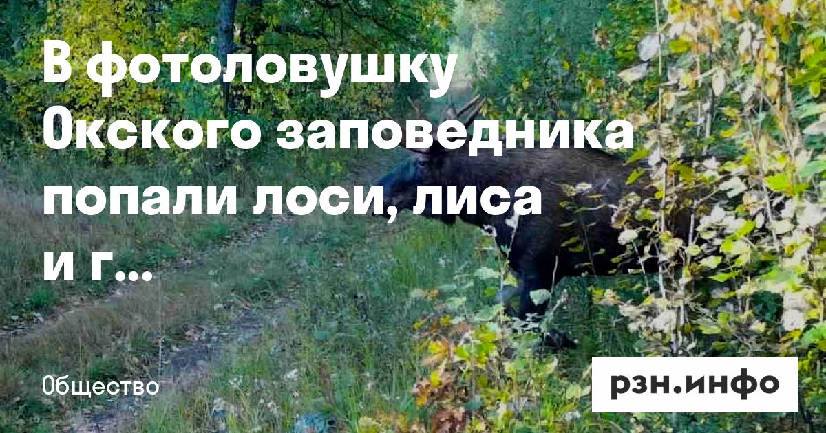 Камера‑ловушка Окского заповедника зафиксировала лосей, лису и волка