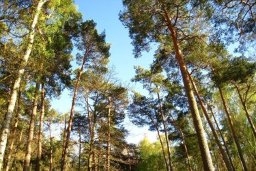 Разум когда-нибудь победит. В Солотче запретят строить жилье?