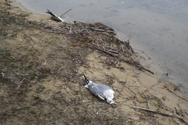 Птичий мор. Чем вызвана и насколько опасна массовая гибель пернатых в Рязани?