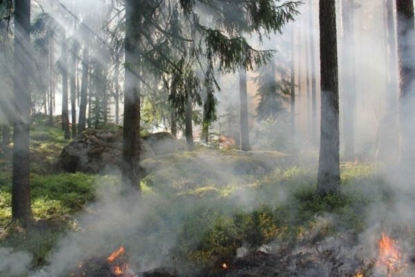 В Мещере под Рязанью ловят диверсанта, который двадцать шесть раз поджег лес 